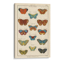 Histoire Naturelle Butterflies I | Cuadro decorativo de Canvas Lab