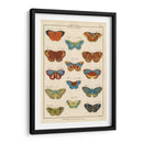Histoire Naturelle Butterflies I | Cuadro decorativo de Canvas Lab