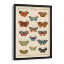 Histoire Naturelle Butterflies I | Cuadro decorativo de Canvas Lab