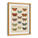 Histoire Naturelle Butterflies I | Cuadro decorativo de Canvas Lab