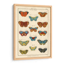 Histoire Naturelle Butterflies I | Cuadro decorativo de Canvas Lab