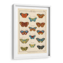 Histoire Naturelle Butterflies I | Cuadro decorativo de Canvas Lab