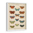 Histoire Naturelle Butterflies I | Cuadro decorativo de Canvas Lab