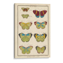 Histoire Naturelle Butterflies Ii | Cuadro decorativo de Canvas Lab