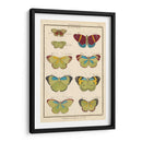 Histoire Naturelle Butterflies Ii | Cuadro decorativo de Canvas Lab
