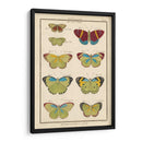 Histoire Naturelle Butterflies Ii | Cuadro decorativo de Canvas Lab