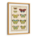 Histoire Naturelle Butterflies Ii | Cuadro decorativo de Canvas Lab