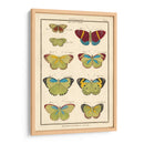 Histoire Naturelle Butterflies Ii | Cuadro decorativo de Canvas Lab
