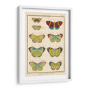 Histoire Naturelle Butterflies Ii | Cuadro decorativo de Canvas Lab