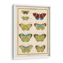 Histoire Naturelle Butterflies Ii | Cuadro decorativo de Canvas Lab