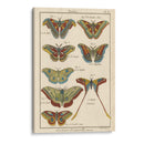 Histoire Naturelle Butterflies Iii | Cuadro decorativo de Canvas Lab