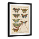 Histoire Naturelle Butterflies Iii | Cuadro decorativo de Canvas Lab