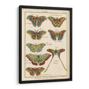 Histoire Naturelle Butterflies Iii | Cuadro decorativo de Canvas Lab
