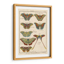 Histoire Naturelle Butterflies Iii | Cuadro decorativo de Canvas Lab