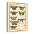 Histoire Naturelle Butterflies Iii | Cuadro decorativo de Canvas Lab