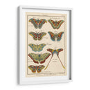 Histoire Naturelle Butterflies Iii | Cuadro decorativo de Canvas Lab
