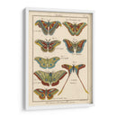 Histoire Naturelle Butterflies Iii | Cuadro decorativo de Canvas Lab
