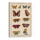 Histoire Naturelle Butterflies Iv | Cuadro decorativo de Canvas Lab