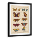 Histoire Naturelle Butterflies Iv | Cuadro decorativo de Canvas Lab