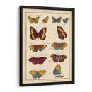 Histoire Naturelle Butterflies Iv | Cuadro decorativo de Canvas Lab