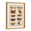 Histoire Naturelle Butterflies Iv | Cuadro decorativo de Canvas Lab