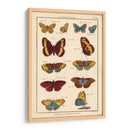 Histoire Naturelle Butterflies Iv | Cuadro decorativo de Canvas Lab