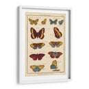Histoire Naturelle Butterflies Iv | Cuadro decorativo de Canvas Lab