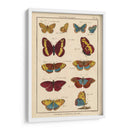 Histoire Naturelle Butterflies Iv | Cuadro decorativo de Canvas Lab