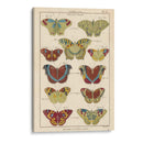 Histoire Naturelle Butteryflies V | Cuadro decorativo de Canvas Lab