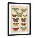 Histoire Naturelle Butteryflies V | Cuadro decorativo de Canvas Lab