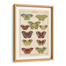 Histoire Naturelle Butteryflies V | Cuadro decorativo de Canvas Lab