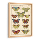 Histoire Naturelle Butteryflies V | Cuadro decorativo de Canvas Lab