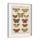 Histoire Naturelle Butteryflies V | Cuadro decorativo de Canvas Lab