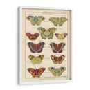 Histoire Naturelle Butteryflies V | Cuadro decorativo de Canvas Lab