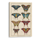 Histoire Naturelle Butterflies Vi | Cuadro decorativo de Canvas Lab