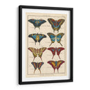 Histoire Naturelle Butterflies Vi | Cuadro decorativo de Canvas Lab