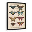 Histoire Naturelle Butterflies Vi | Cuadro decorativo de Canvas Lab