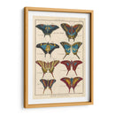 Histoire Naturelle Butterflies Vi | Cuadro decorativo de Canvas Lab