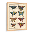 Histoire Naturelle Butterflies Vi | Cuadro decorativo de Canvas Lab