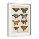 Histoire Naturelle Butterflies Vi | Cuadro decorativo de Canvas Lab
