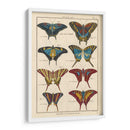 Histoire Naturelle Butterflies Vi | Cuadro decorativo de Canvas Lab