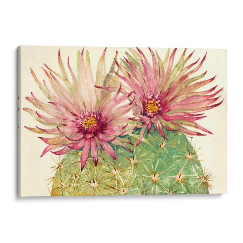 Cactus Blossoms I - Tim OToole | Cuadro decorativo de Canvas Lab