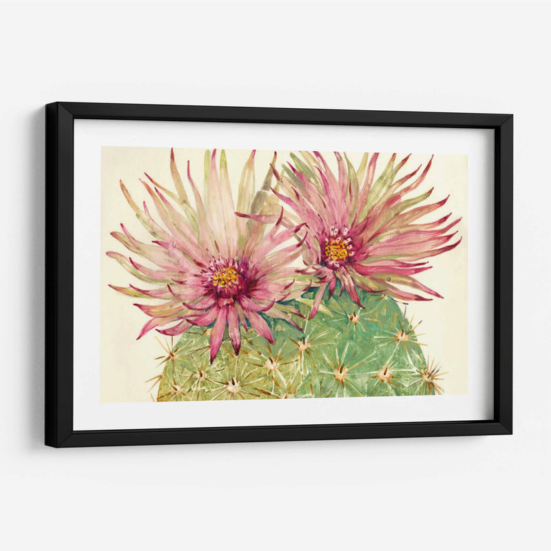 Cactus Blossoms I - Tim OToole | Cuadro decorativo de Canvas Lab