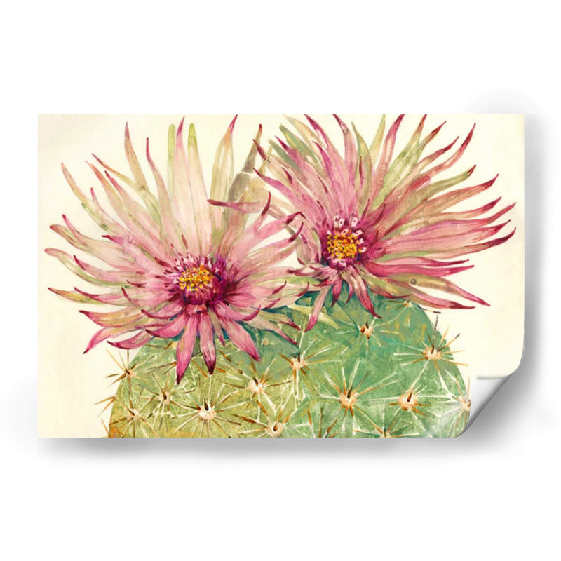 Cactus Blossoms I - Tim OToole | Cuadro decorativo de Canvas Lab