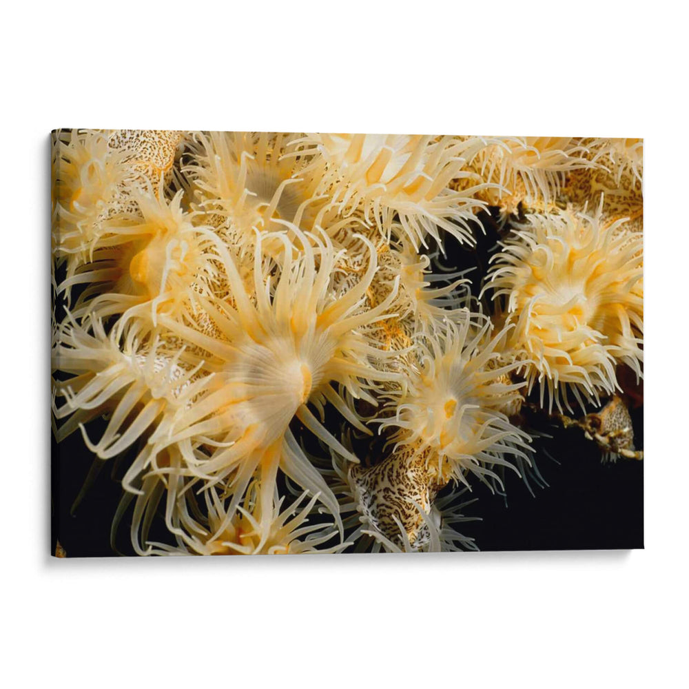 Deseo Floreciente - Tailandia - Beverly Factor | Cuadro decorativo de Canvas Lab