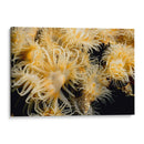Deseo Floreciente - Tailandia - Beverly Factor | Cuadro decorativo de Canvas Lab