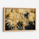 Deseo Floreciente - Tailandia - Beverly Factor | Cuadro decorativo de Canvas Lab