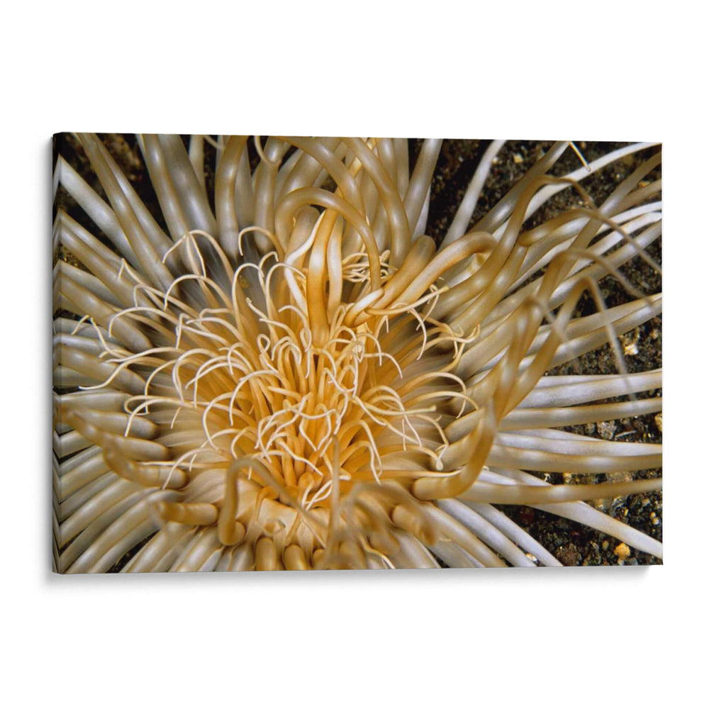Dazzle Puro - N. Sulawesi, Indonesia - Beverly Factor | Cuadro decorativo de Canvas Lab