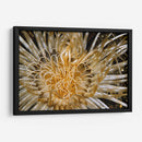 Dazzle Puro - N. Sulawesi, Indonesia - Beverly Factor | Cuadro decorativo de Canvas Lab