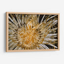 Dazzle Puro - N. Sulawesi, Indonesia - Beverly Factor | Cuadro decorativo de Canvas Lab